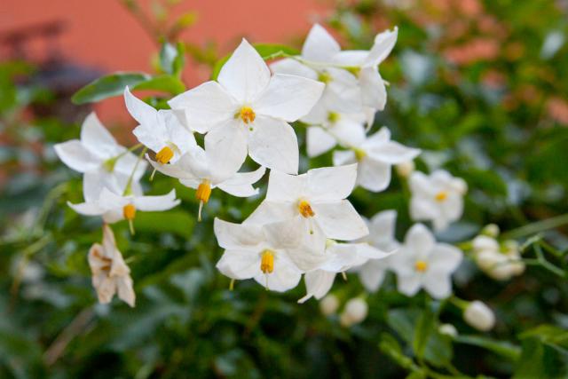 Photos for house 508443