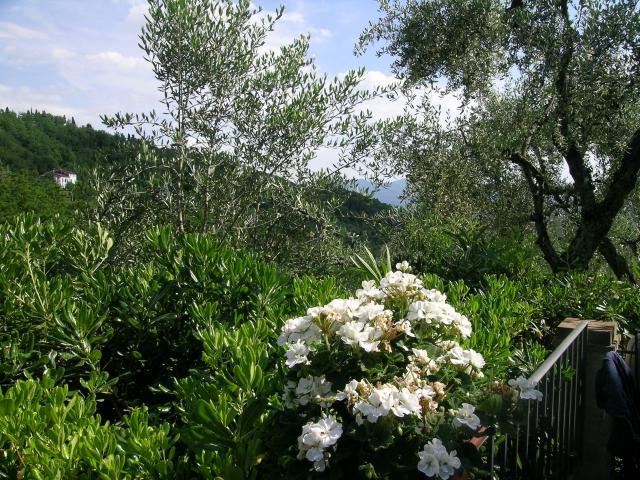 Photos for house 508537