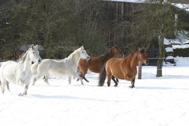 Photos for house 508639