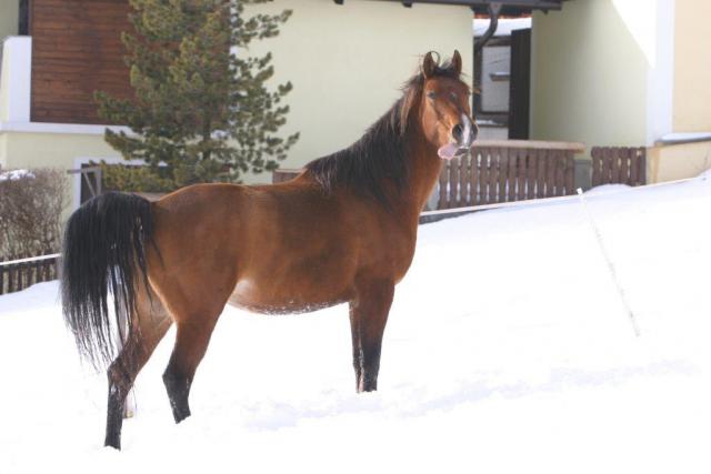 Photos for house 508639