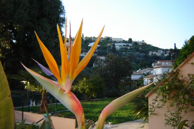 Photos for house 509387