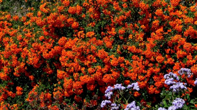 Photos for house 509929