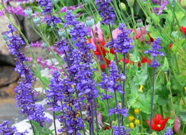 Photos for house 509929