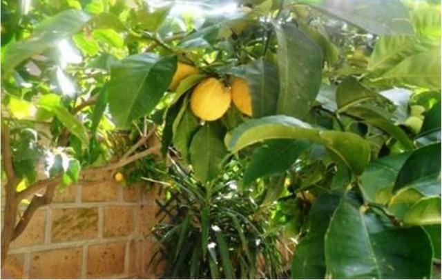 Photos for house 510104