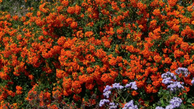 Photos for house 510135