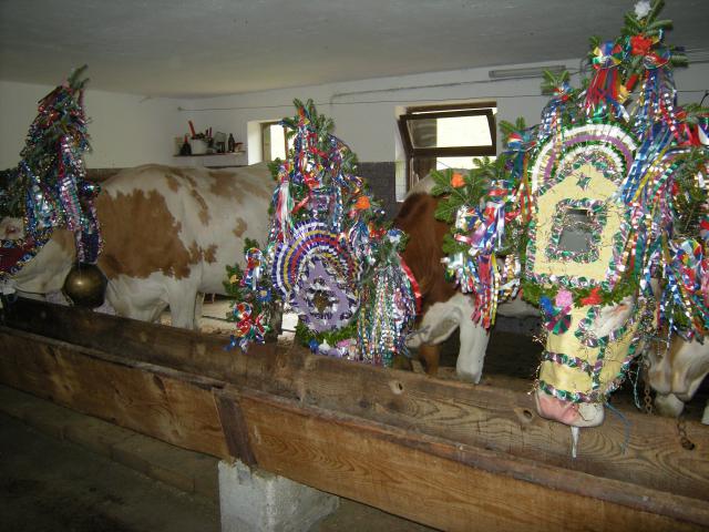 Photos for house 510379