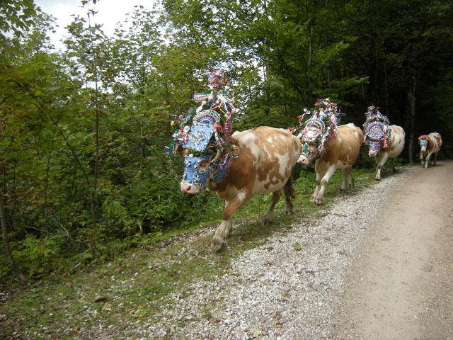 Photos for house 510379