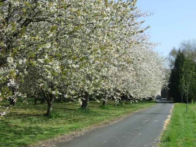 Photos for house 510424