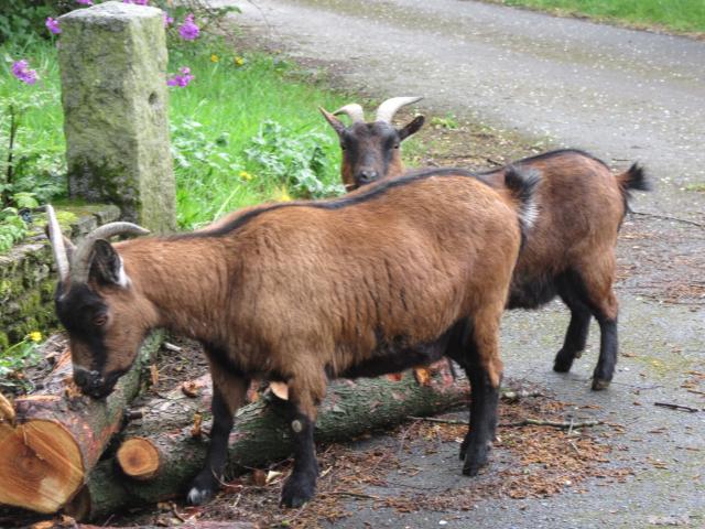 Photos for house 510424