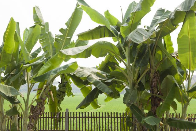 Photos for house 510468