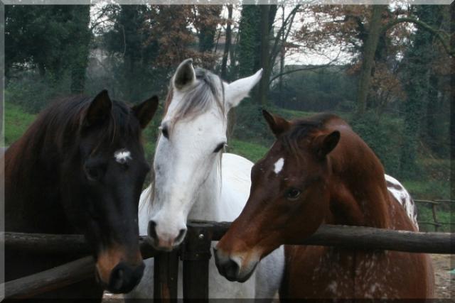 Photos for house 510507