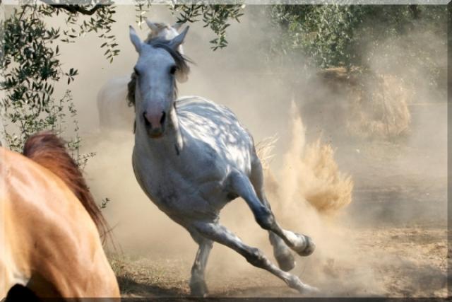 Photos for house 510507