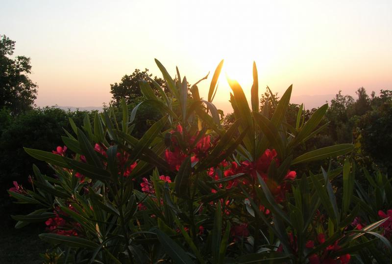 Photos for house 510544