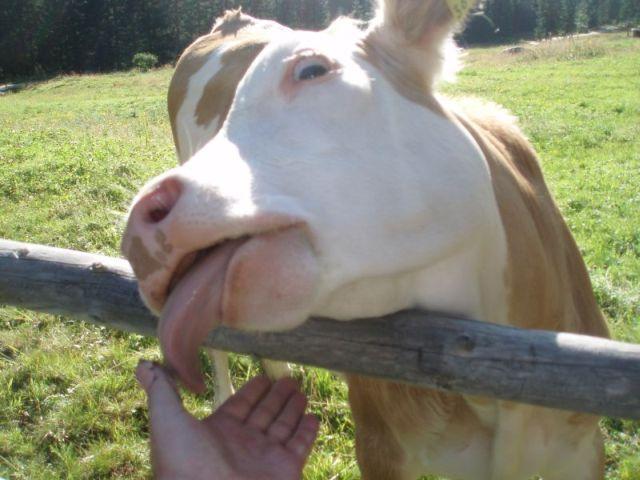 Photos for house 510009