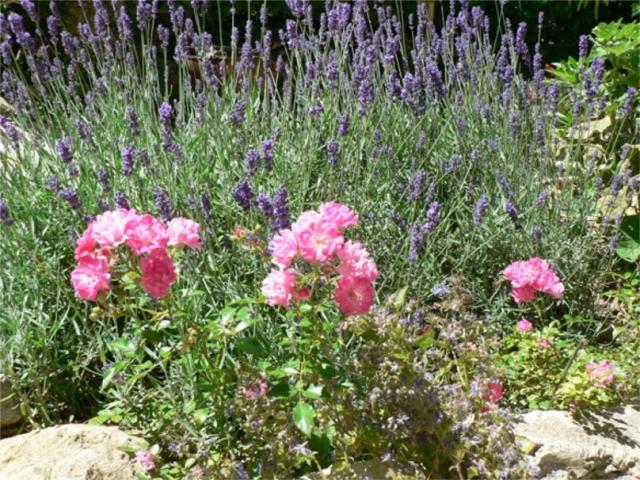 Photos for house 638400