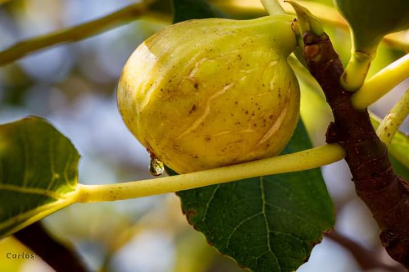 Photos for house 638640