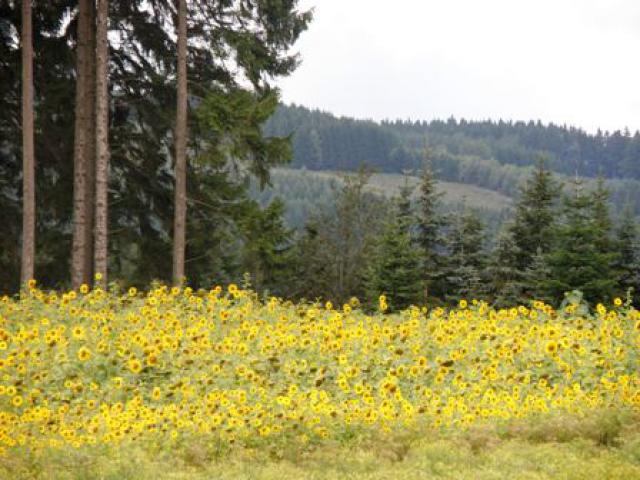 Photos for house 639475