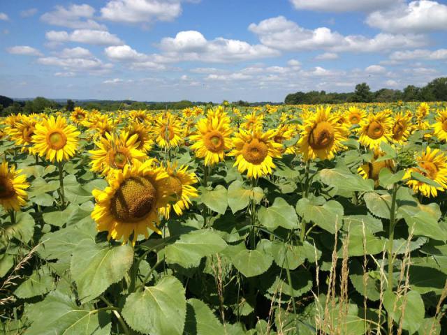 Photos for house 639602