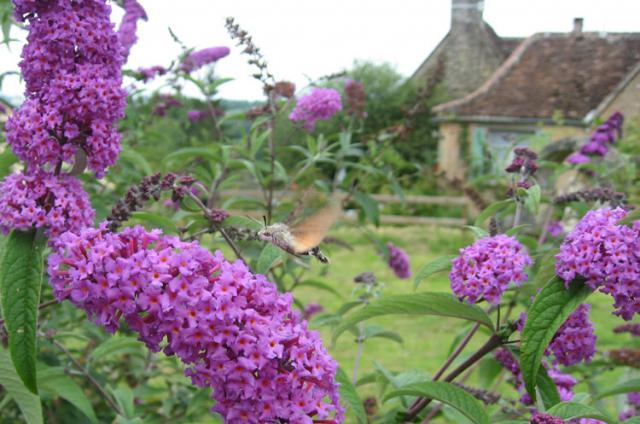 Photos for house 639602