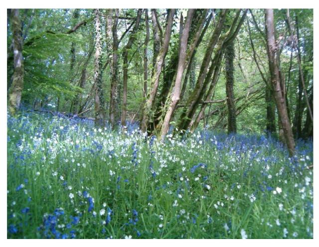 Photos for house 639611