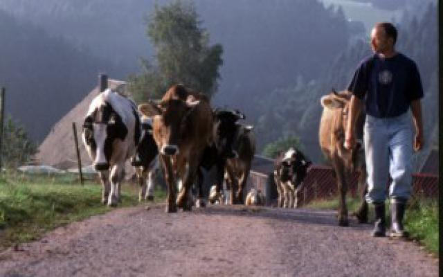 Photos for house 639779