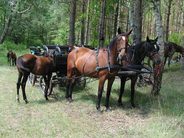 Photos for house 639926