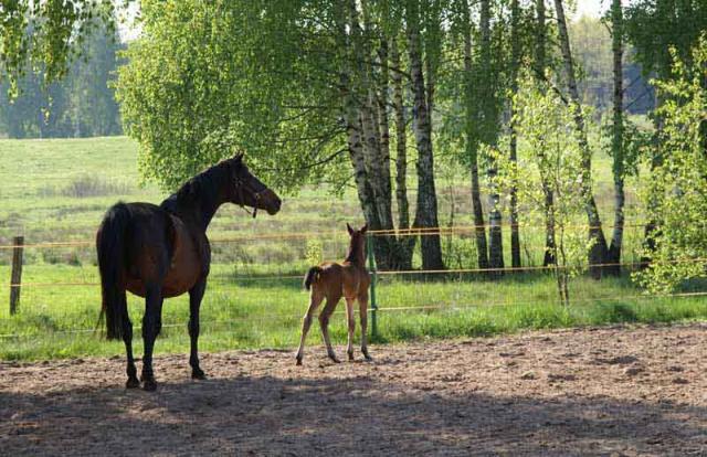 Photos for house 639927