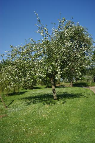 Photos for house 641084