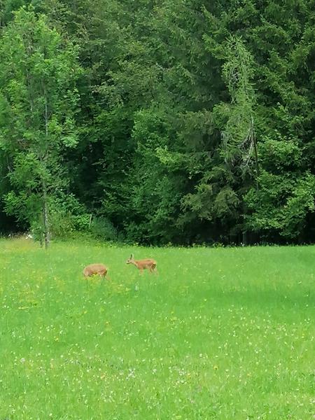 Photos for house 641111