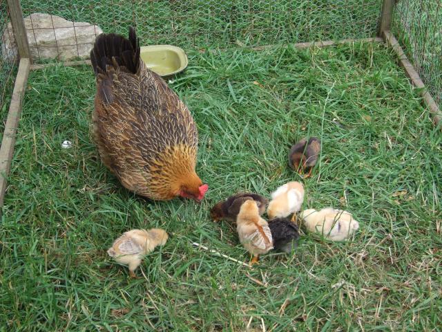 Photos for house 641143