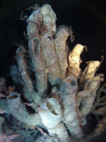 Photos for house 641177