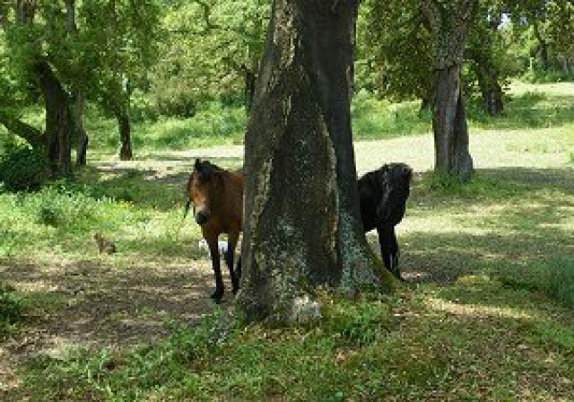 Photos for house 641457