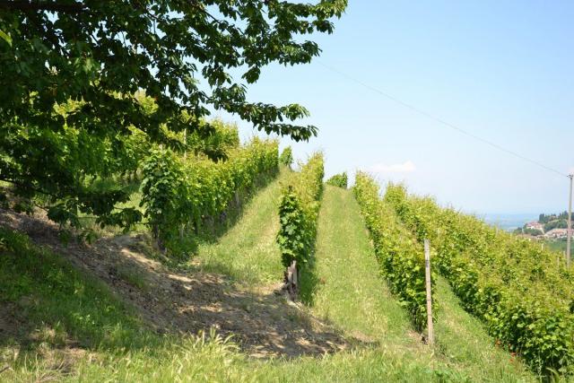 Photos for house 641496