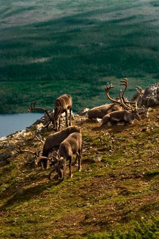 Photos for house 641520