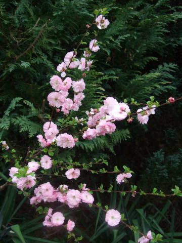 Photos for house 641528