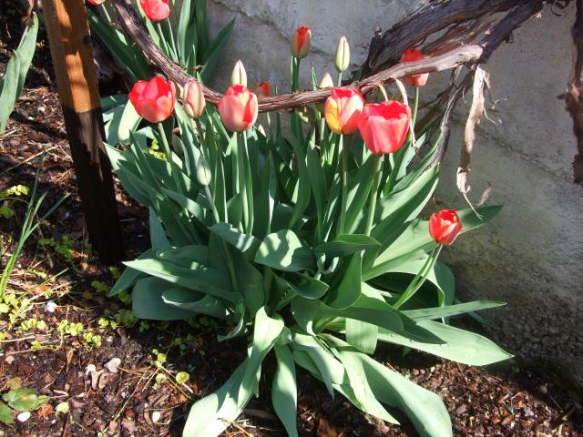 Photos for house 641528