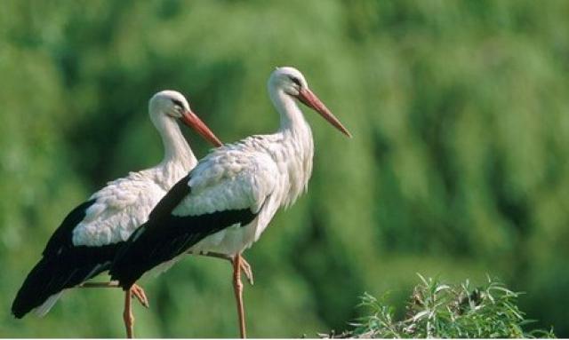 Photos for house 640161