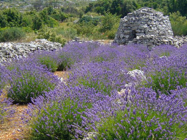 Photos for house 641717