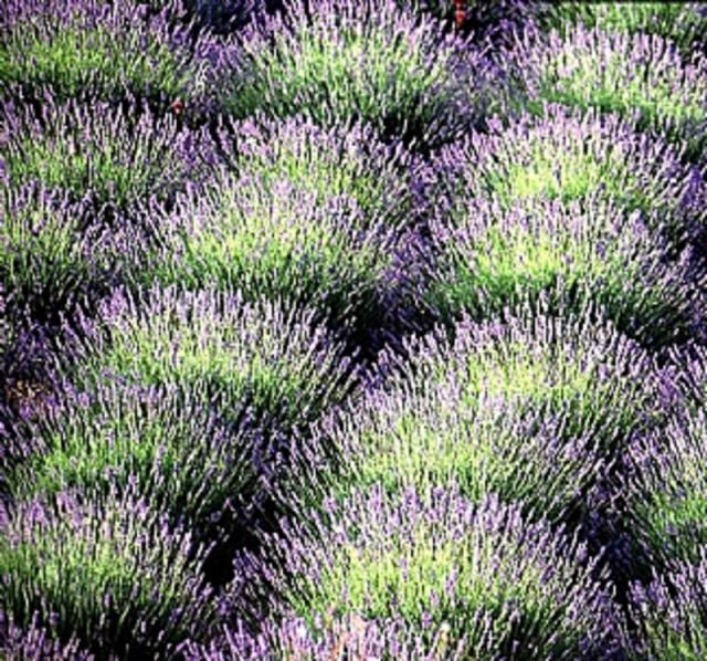 Photos for house 641717