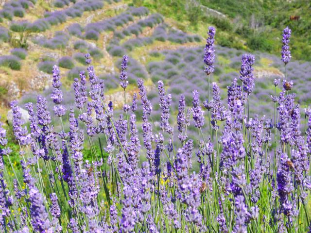 Photos for house 641717