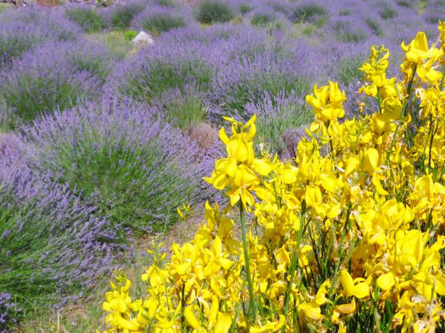 Photos for house 641717