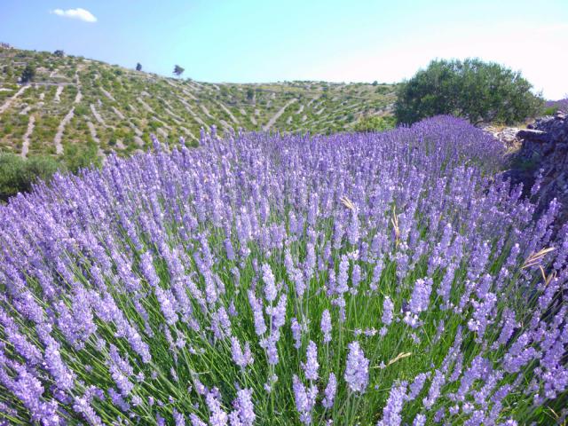 Photos for house 641717