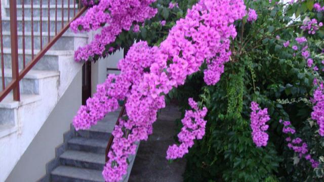 Photos for house 641717