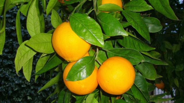 Photos for house 641717