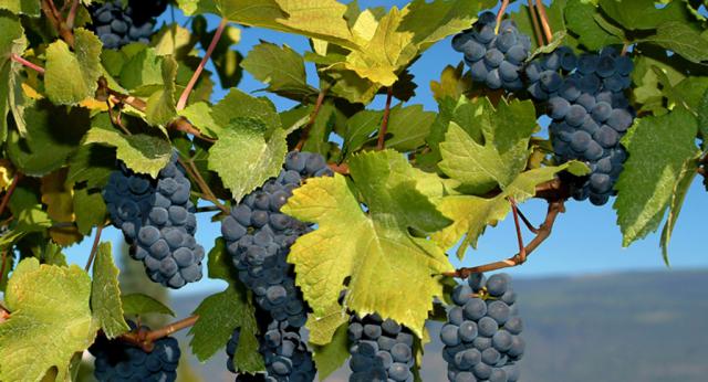 Photos for house 641717