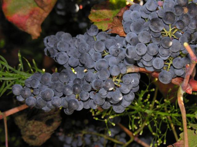 Photos for house 641717