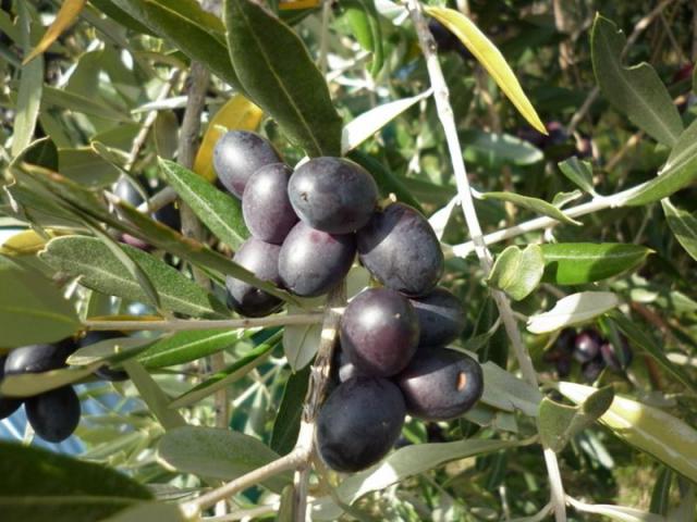 Photos for house 641717