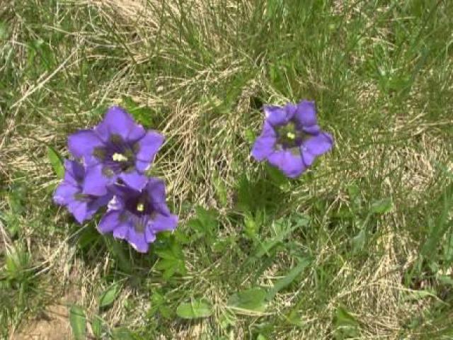 Photos for house 641747