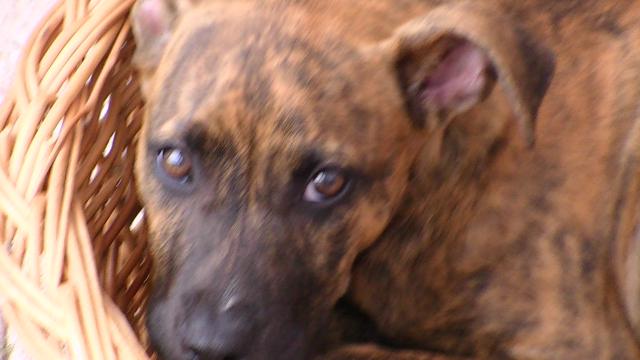 Photos for house 641777