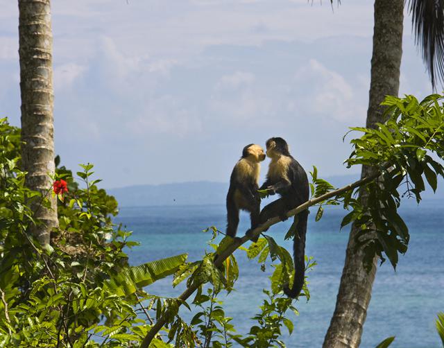 Photos for house 641853